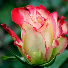 Схема вышивки «роза»