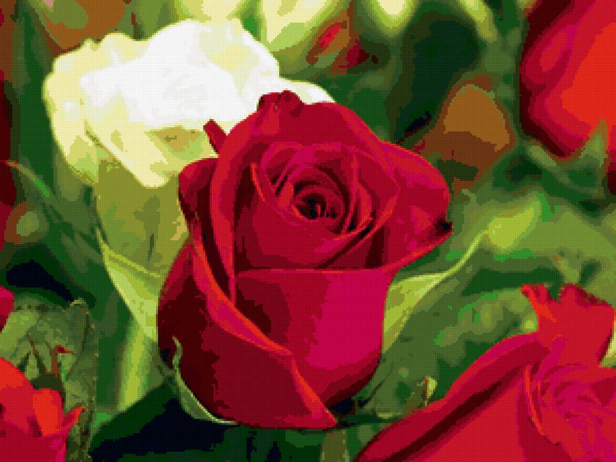 роза - предпросмотр