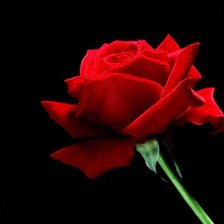 Схема вышивки «роза»