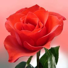 Схема вышивки «роза»