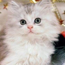 Схема вышивки «котенок4»