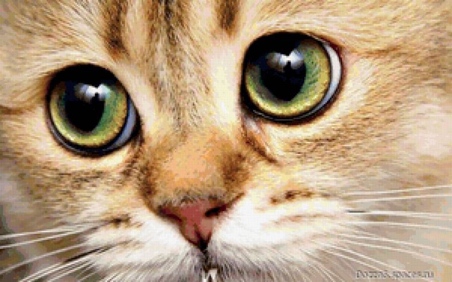 котенок2 - животное, кошка, котенок - предпросмотр