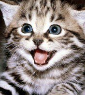 котенок1 - животное, кошка, котенок - оригинал