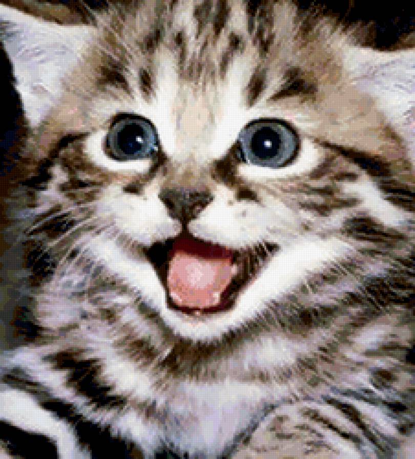 котенок1 - кошка, животное, котенок - предпросмотр