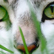 Схема вышивки «Кошка»