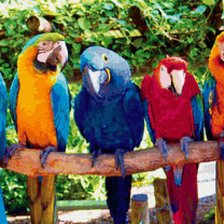 попугайчики