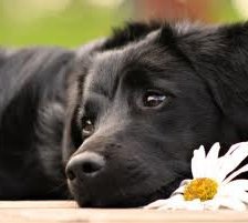 Схема вышивки «взгляд»