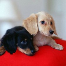 Схема вышивки «милые щенки»