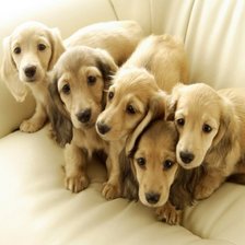 Схема вышивки «милые щенки»