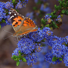 Схема вышивки «Бабочка в цветах»
