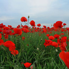 Схема вышивки «Маковое поле»