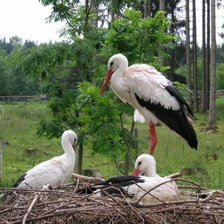 Схема вышивки «Гнездо аистов»