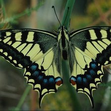 Схема вышивки «бабочки»