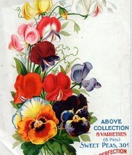 Схема вышивки «Душистый горошек»