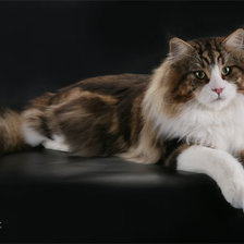 Схема вышивки «Пушистая красавица»