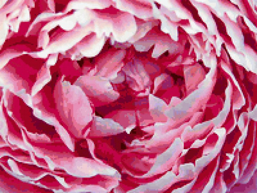 пион - цветы, пионы - предпросмотр