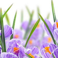 Схема вышивки «Крокусы»