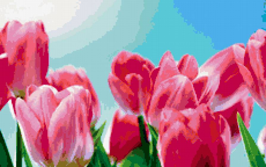 Тюльпаны - цветы, букет, тюльпаны - предпросмотр