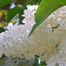 Схема вышивки «Белая сирень»