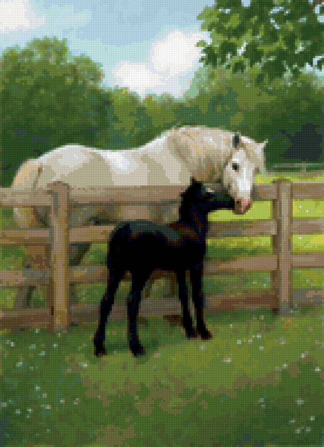 0046 - жеребенок, лето, красота, картина, животные, лошади - предпросмотр