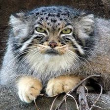 Схема вышивки «Дикий кот (манул)»