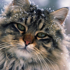 Схема вышивки «котик»