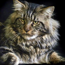 Схема вышивки «котяра - 2»