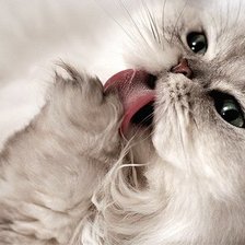 Схема вышивки «котик»