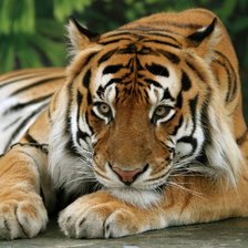 Схема вышивки «тигр»