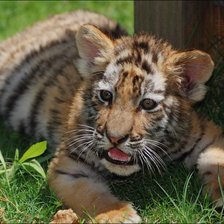 Схема вышивки «тигренок»