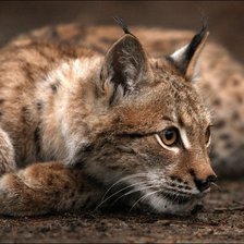 Схема вышивки «кошка»