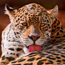 Схема вышивки «кошка»