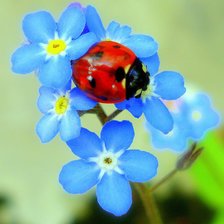 Схема вышивки «Божья коровка»