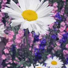 Схема вышивки «ромашка в саду»