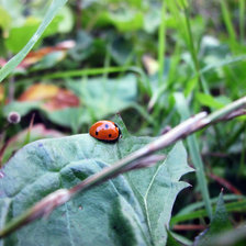 Схема вышивки «Ванька кубанька (фото Матыциной Юлии)»