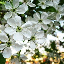 Схема вышивки «№201990»