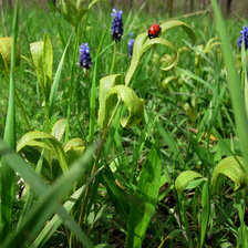 Схема вышивки «№202114»