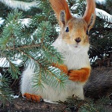 Схема вышивки «белка»