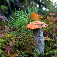 Схема вышивки «грибочек»