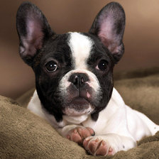 Схема вышивки «Французский бульдог»