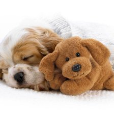 Схема вышивки «Щенок»