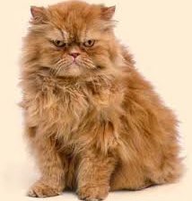 Схема вышивки «рыжая»