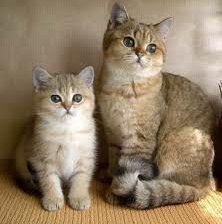 Схема вышивки «кошечки»