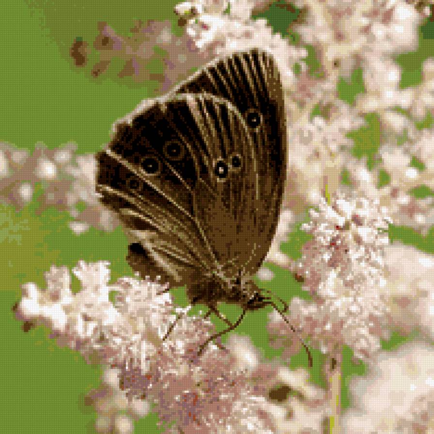 бабочка - бабочка, цветы - предпросмотр