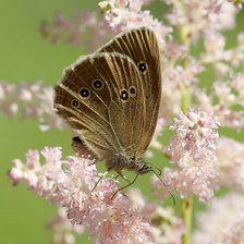 Схема вышивки «бабочка»
