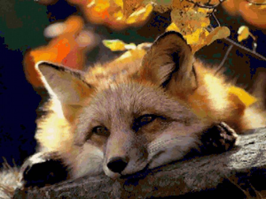 лисичка - фауна - предпросмотр