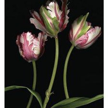 Схема вышивки «№202599»