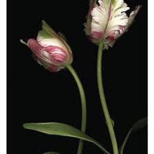 Схема вышивки «№202603»