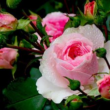 Схема вышивки «роза»