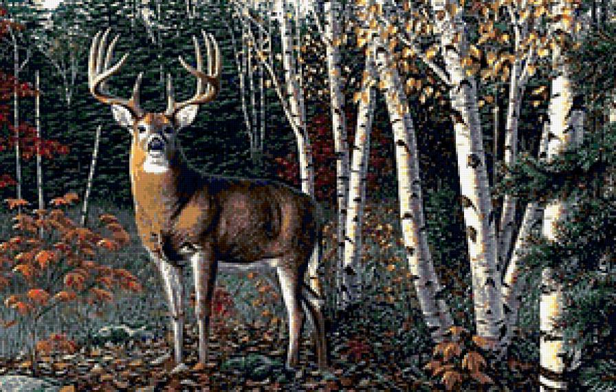 Благородный олень - березки, лес, олень - предпросмотр